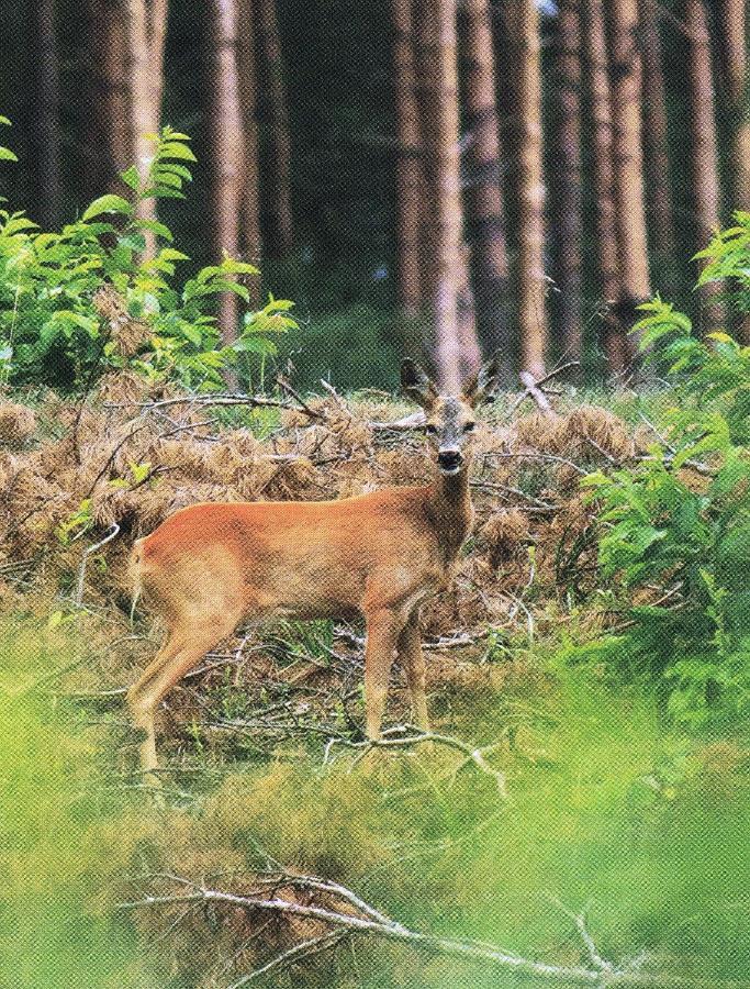 Noclegi Zdzislaw Sieradzki Zbiczno Esterno foto