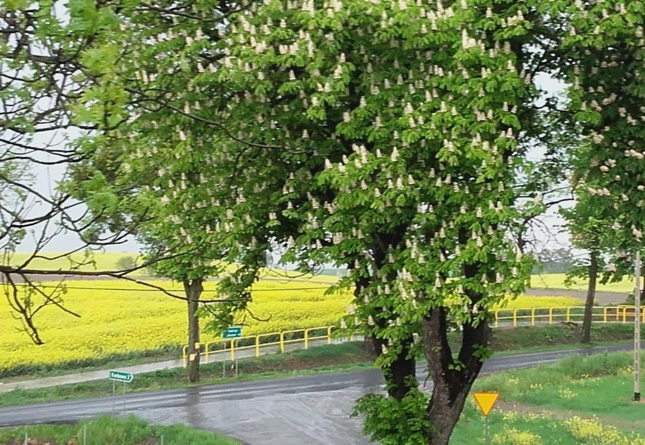 Noclegi Zdzislaw Sieradzki Zbiczno Esterno foto